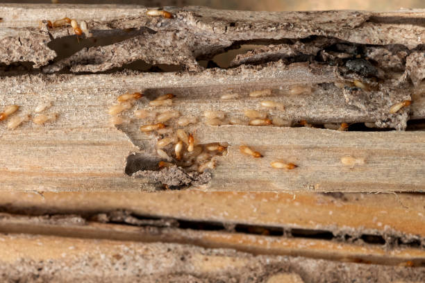 Best Bed Bug Extermination  in Yarmouth Port, MA